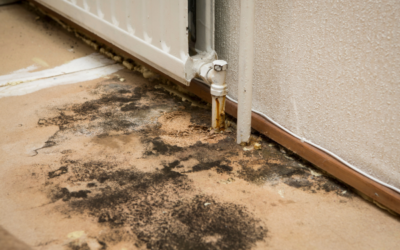 What’s That Smell?? Mold – The New ‘Asbestos’